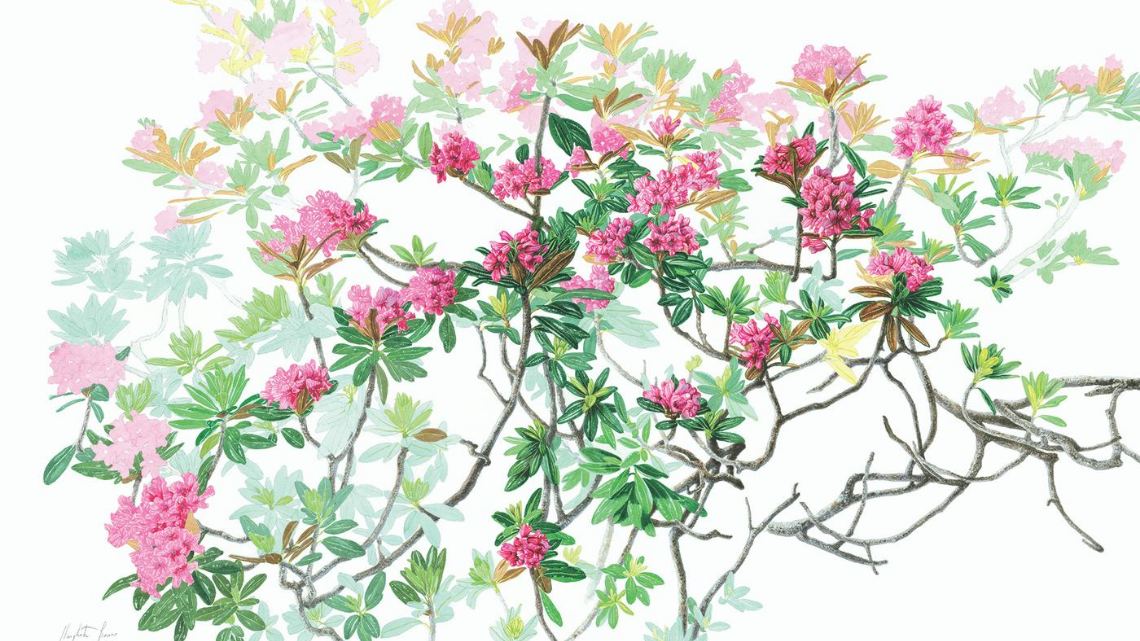 Herbarium vagans: arte e natura nell’alto Piemonte
