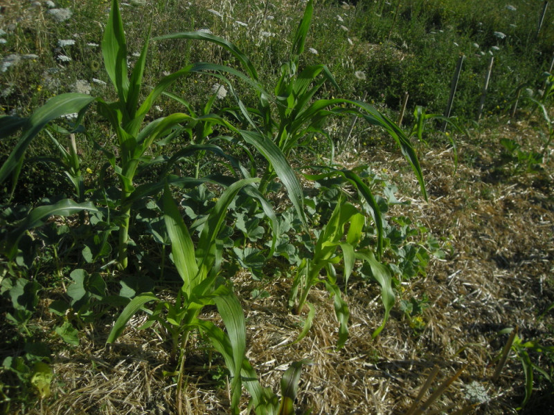 Permacultura/5 La policoltura