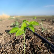La passata buona e&nbsp;libera