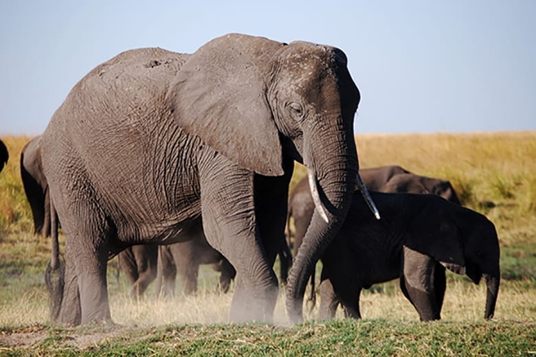 La Strage degli&nbsp;elefanti