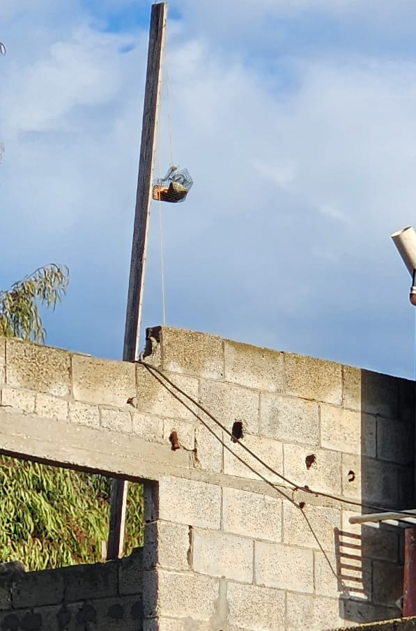 “Alberi Per Gaza”