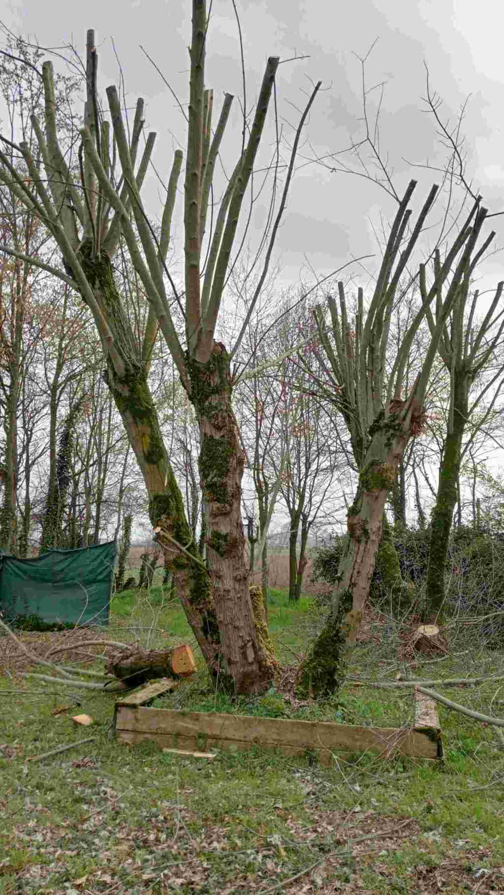 Il sogno nella&nbsp;Golena