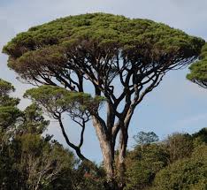 Storie di giganti e di chi vuol&nbsp;salvarli